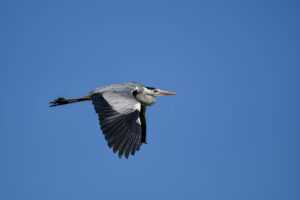 synopsis of a court of wings and ruin