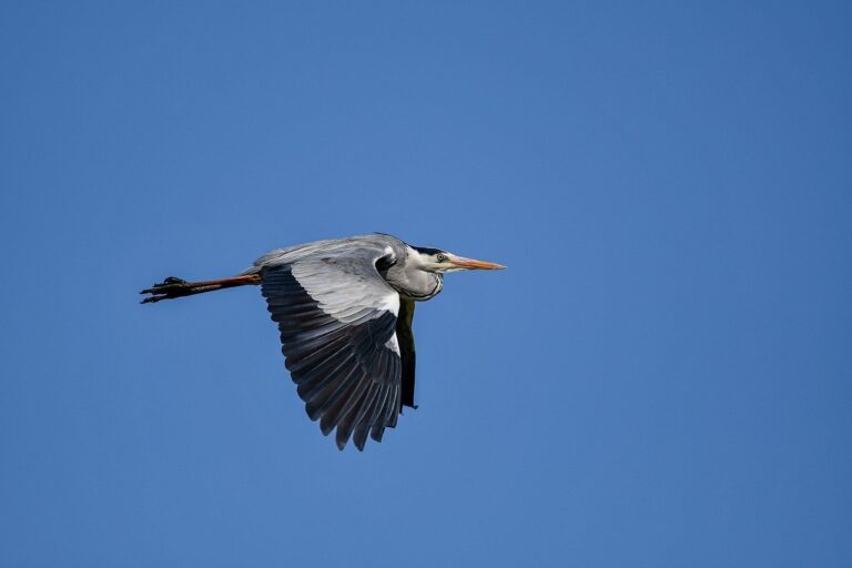 synopsis of a court of wings and ruin