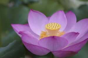 the court of thorns and roses in order