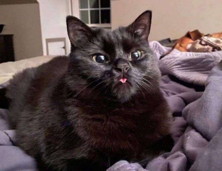 cleaning sofa advice mipimprov