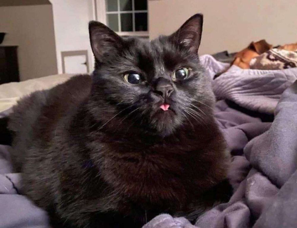 cleaning sofa advice mipimprov