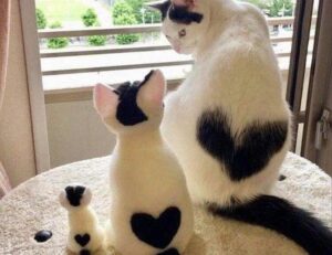 contemporary comfort mipimprov