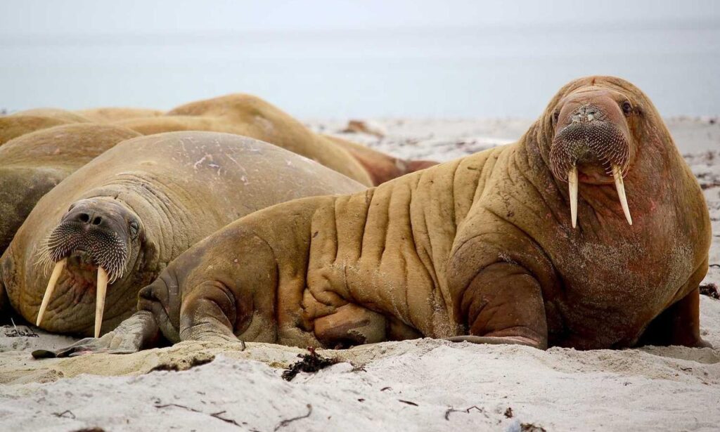 home improvement tips mipimprov