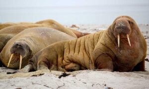 home improvement tips mipimprov