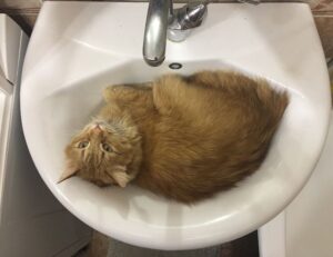 house decor mipimprov