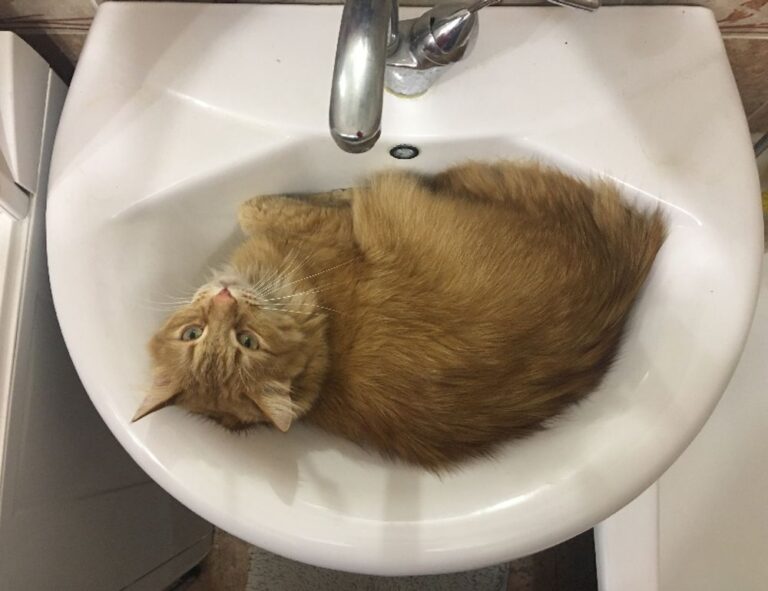 house decor mipimprov