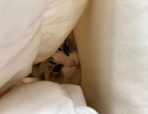 living room decoration mipimprov