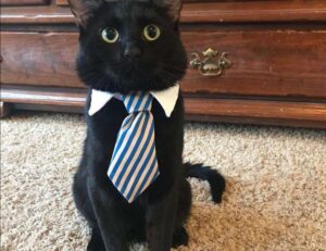 why homiezava hotel so popular