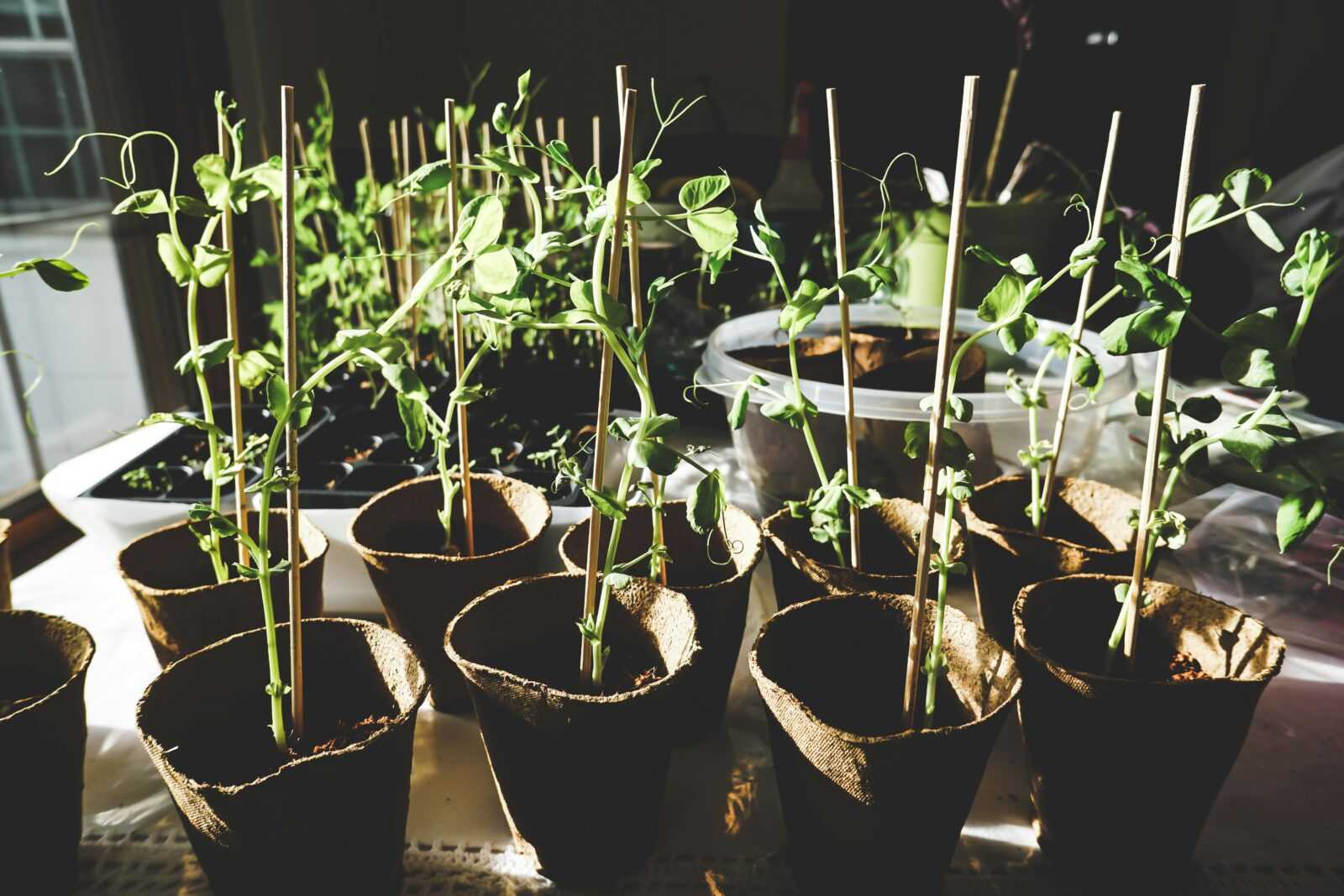Sunlit pea plants growing indoors in organic pots, showcasing vibrant green foliage.
