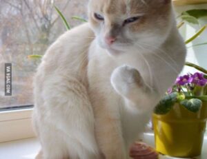 should i use zayepro pharmaceuticals ltd