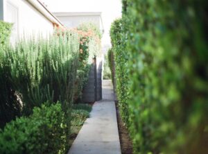 Useful Backyard Privacy Ideas Ththomideas