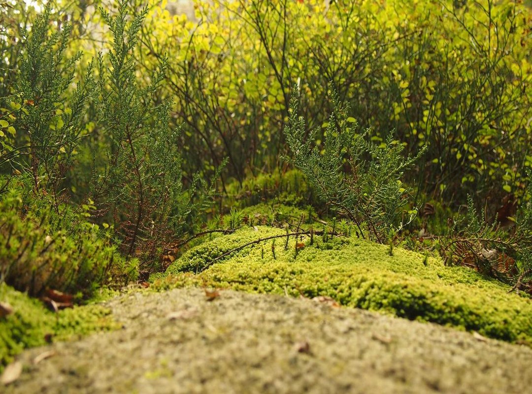 How to Place Your Order: A Simple Walkthrough