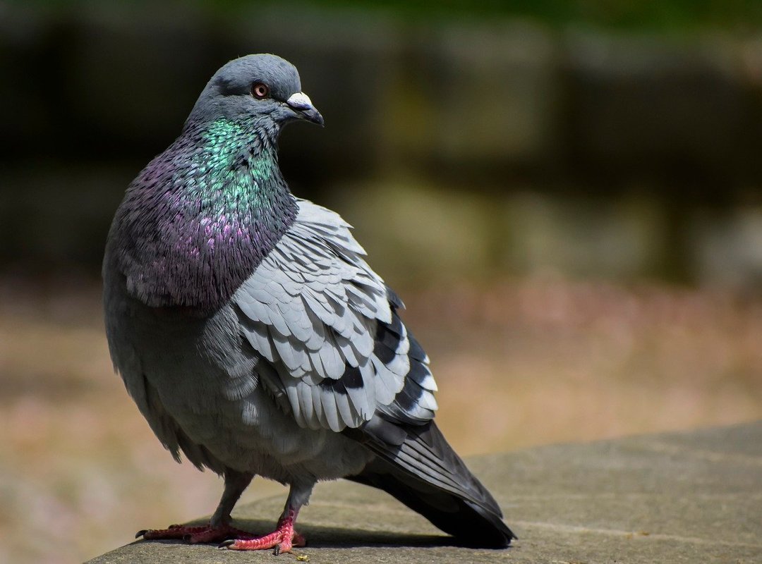 What Sets 5play Apart from the Competition