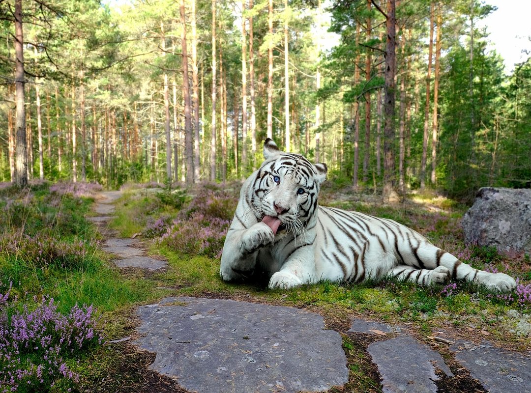 How to Analyze the Video for Deeper Understanding