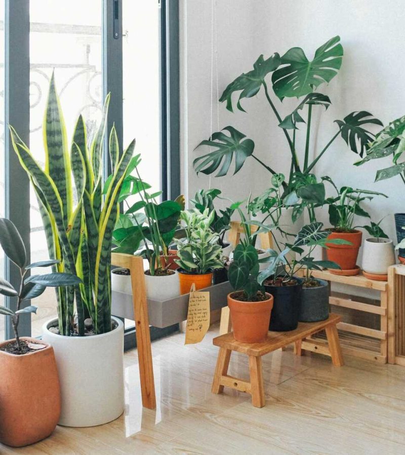 A vibrant collection of indoor plants in a cozy and modern room.