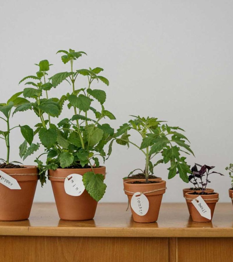 Five potted herbs including oregano and basil on a wooden table indoors.