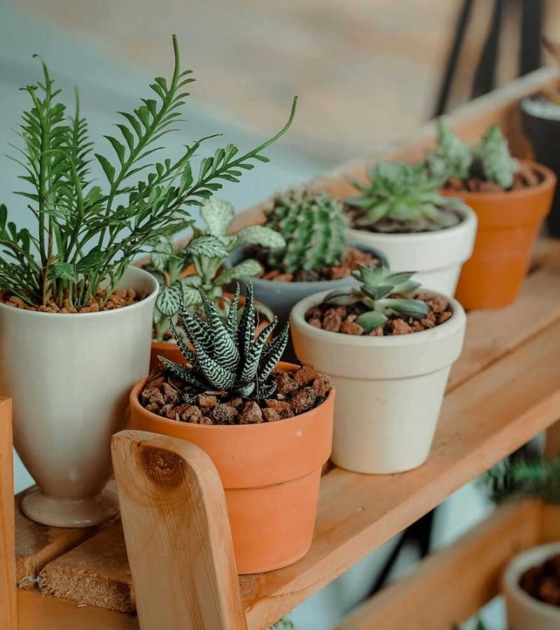 Close-up of diverse succulents in pots on a wooden shelf indoors, showcasing natural beauty.